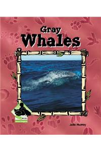 Gray Whales