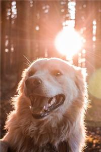 Golden Retriever Dog Pup Puppy Doggie Notebook Bullet Journal Diary Composition Book Notepad - Sunbeams