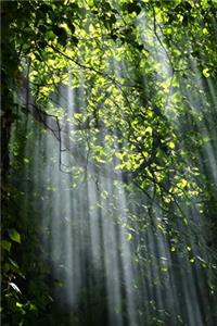 Light in the Forest Journal