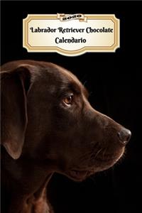 2020 Labrador Retriever Chocolate Calendario