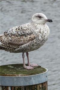 Herring Gull on a Post Journal