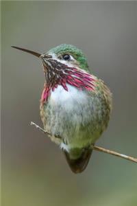 Hummingbird Journal