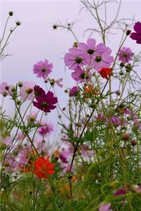 Colorful Cosmos Flowers Garden Blooms Journal