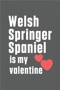 Welsh Springer Spaniel is my valentine