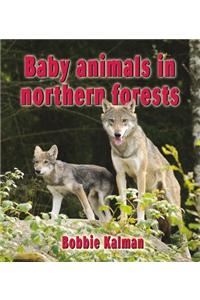 Baby Animals in Northern Forests