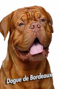 Dogue de Bordeaux