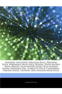 Articles on Anatidae, Including: Freckled Duck, Perching Duck, Hardhead, Musk Duck, Biziura, White-Backed Duck, Branta, Spur-Winged Goose, Blue-Winged