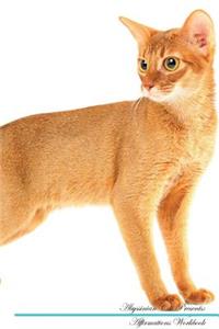 Abyssinian Cat Affirmations Workbook Abyssinian Cat Presents
