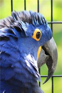 Hyacinth Macaw Journal