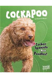 Cockapoo