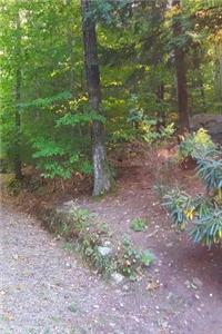 Journal Late Summer Forest Path