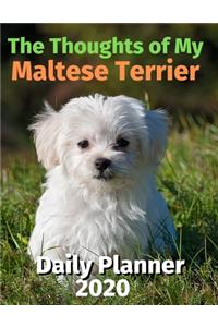 The Thoughts of My Maltese Terrier
