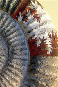 Notebook Ammonite Stone Fossil