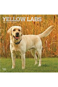 Labrador Retrievers, Yellow 2021 Square Foil