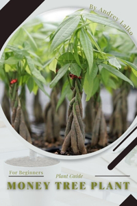 Money Tree Plant