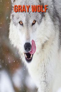 Gray Wolf