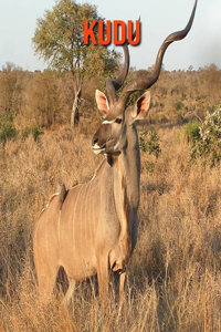 Kudu