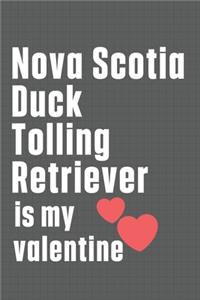 Nova Scotia Duck Tolling Retriever is my valentine