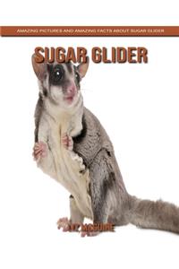 Sugar Glider