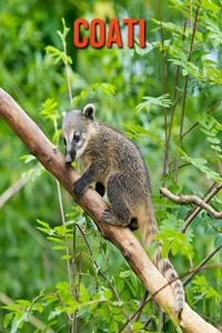 Coati