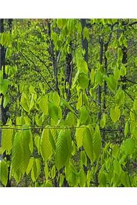 Forest Growth Spring School Composition Book