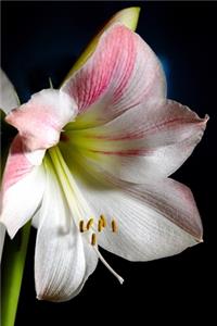 The Amaryllis Garden Journal