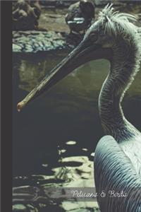 Pelicans & Birds