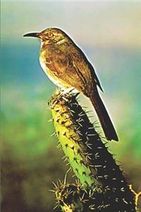 Curve Billed Thrasher Bird on Cactus