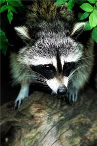 Hello, Cute Raccoon in the Woods Journal