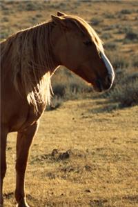 2020 Weekly Planner Horse Photo Equine Grumpy Chestnut 134 Pages