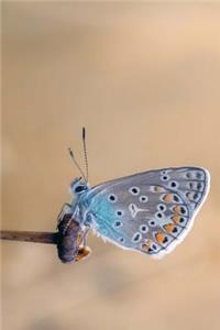 Beautiful Common Blue Butterfly on a Stalk Journal