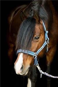 Horse Notebook
