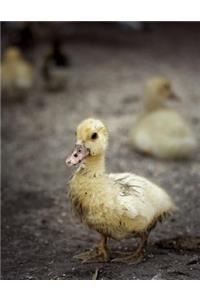 Duckling Notebook
