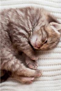 British Kitten April Notebook, Diary, Journal. Productivity Work Planner & Idea Notepad