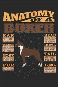 Anatomy Of A Boxer