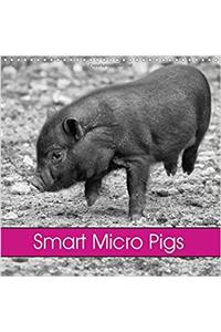 Smart Micro Pigs 2017