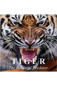 Tiger * the Beautiful Predator 2018