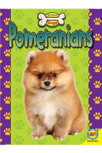 Pomeranians