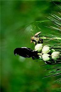 Colorado State Bird - Lark Bunting Journal