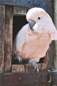 Cockatoo Journal
