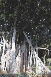 The Ficus Tree aka Weeping Fig Tree Journal