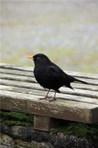 Blackbird Journal