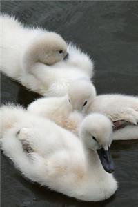 Adorable Cygnets Baby Swans Journal