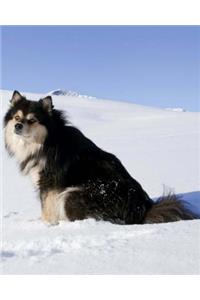 Finnish Lapphund
