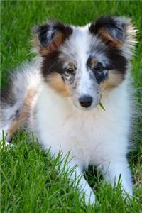 A Captivating Young Shetland Sheepdog Pet Journal