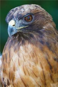 Hawk Any Day Planner Notebook