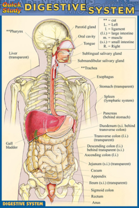 Digestive System