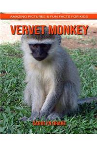 Vervet Monkey