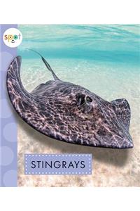 Stingrays