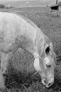 2020 Weekly Planner Horse Photo Equine Grazing Dappled Grey 134 Pages